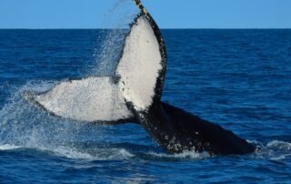 baleias Litoral Norte SP